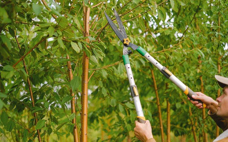 Tree trimming in Downey, ID