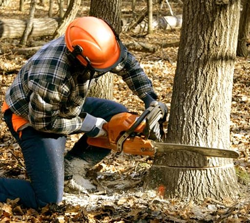 Tree Removal in Downey, ID